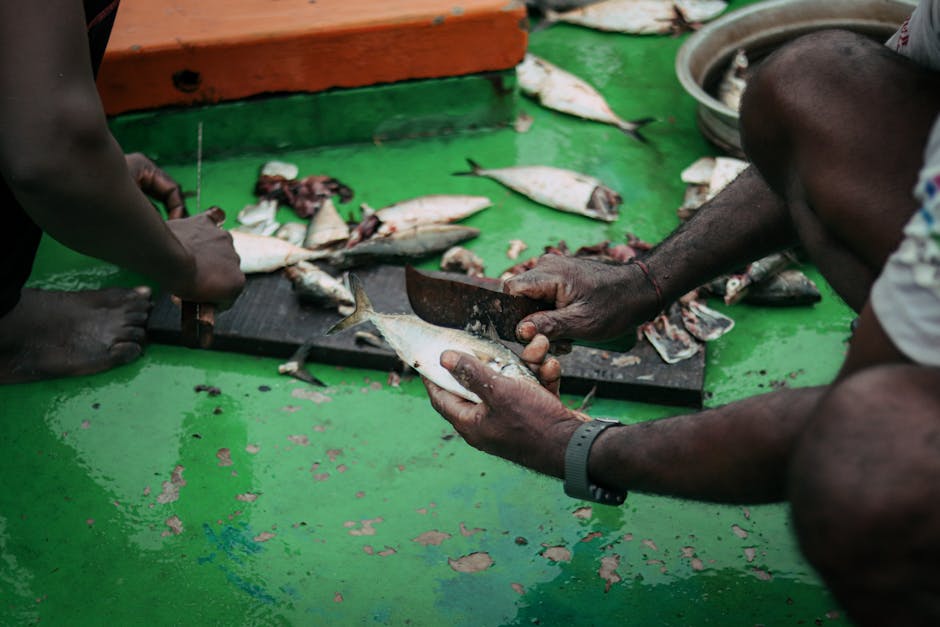 cleaning herring fish removing bones kitchen